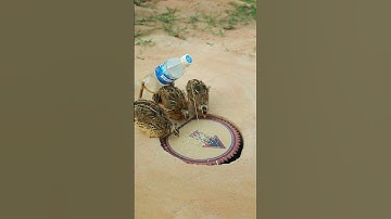 Innovative Quail Trap Using Paper #shorts #shortvideo #technique
