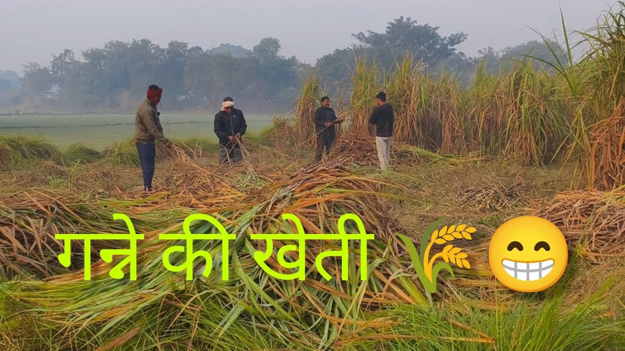 गन्ने की खेती 🌾 और ब्लॉग👀Ganne Ki Kheti Aur Vlog 
