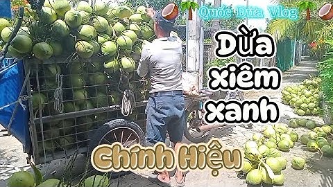 Dừa xiêm xanh chính hiệu trúng mùa mất giá .rất rẻ #quocduavlog 