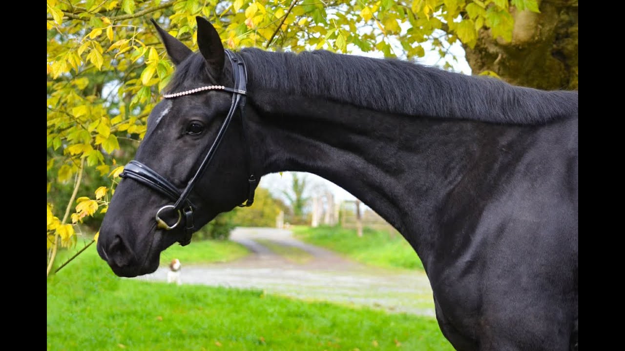 À vendre - Jument - 4 ans - Oldenbourg - Dressage 