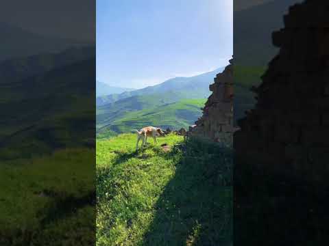 Video: Alppi-Dagestan: luonto, helpotus, ympäristöongelmat
