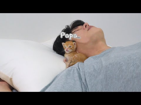 <strong>My</strong> Kitten that Can <strong>Sleep</strong> Only When He feels Human Warmth