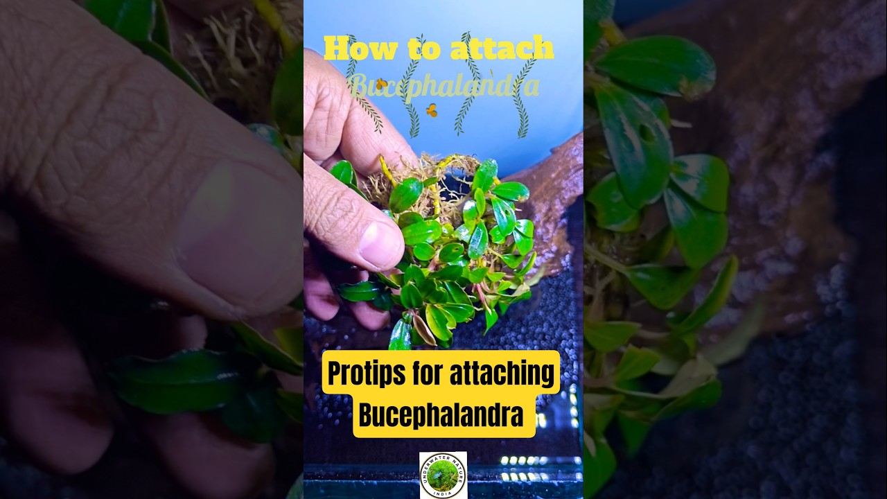 Protips for attaching bucephalandra to driftwoods 