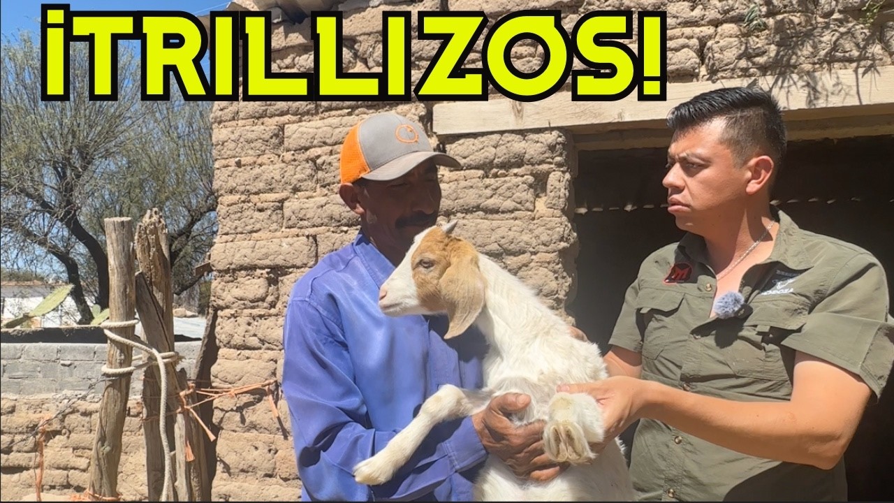 2 yeguas, nopales y CHIVAS CON TRILLIZOS 🐐🔥 | Vida real en El Salto
