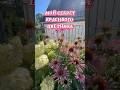 Мои секреты красивого цветника #сад #цветы #садоводство #дача #garden #flowers #garten #гортензия