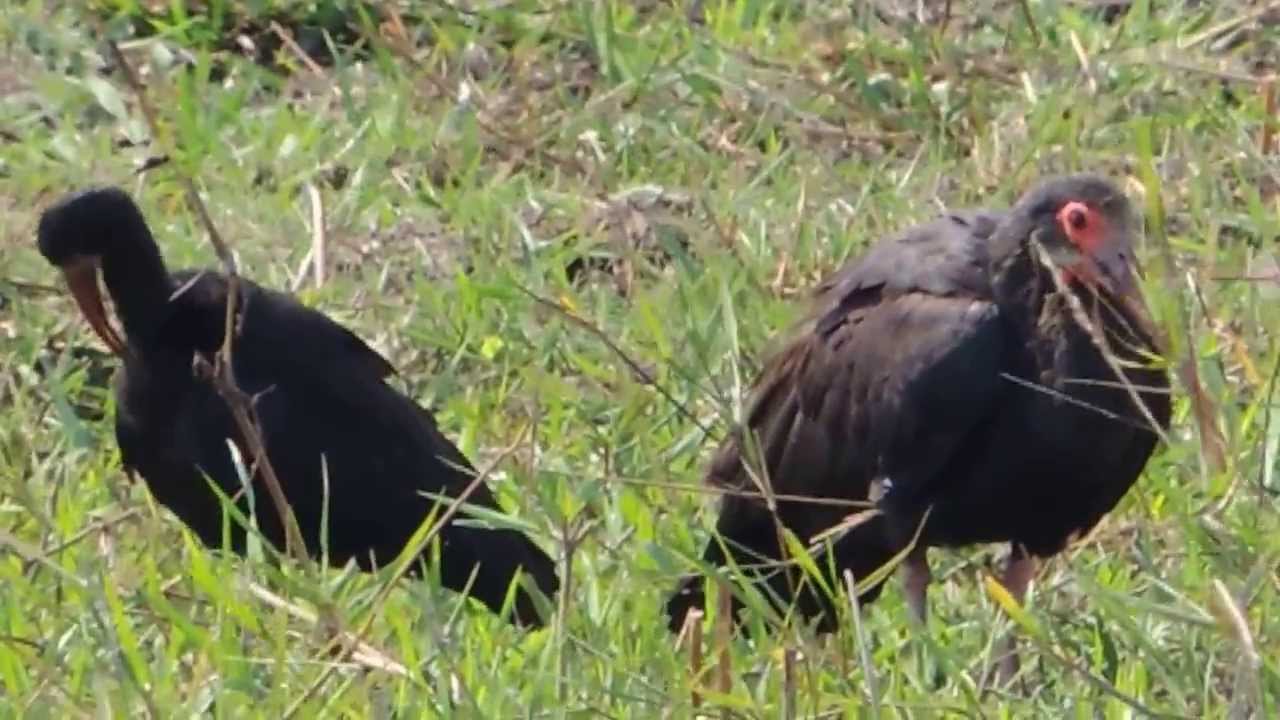 Aves de Venezuela – Aves de Barinas - Tarotaro - Cercibis oxycerca