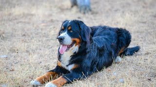 What are some signs of illness in Bernese Mountain Dogs?