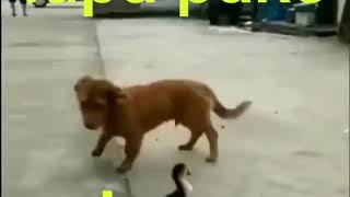 LUPA PAKE CELANA