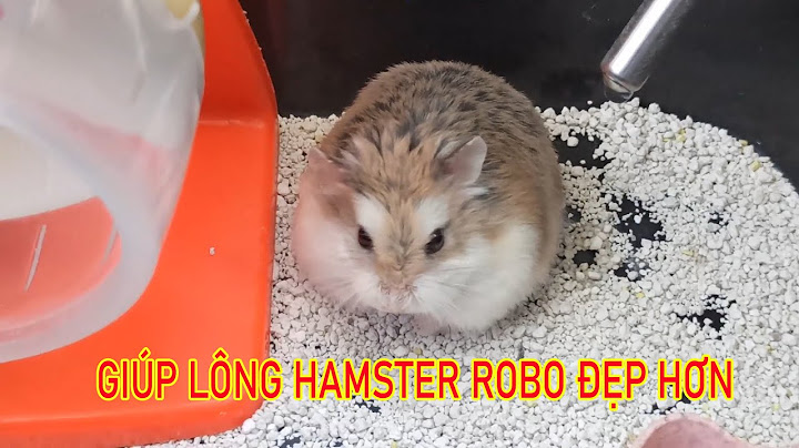 Hamster tự cắn mình gãi liếm lông là bị gì năm 2024