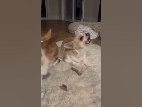 Picky chihuahua part 2 - YouTube