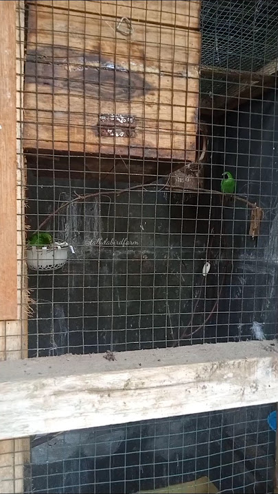 Ternak Burung Cucak Ijo Kandang Sederhana #cucakijo #ternakburung #shorts #tallulabf