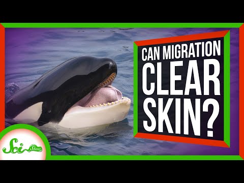 Video: Killer Whale Migrate, Study Finds, But Why?