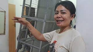 buat kandang musang anti jebol dan tinggal semprot bersiin pup nya.. #kandangmusang