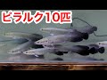 世界最大の淡水魚、ピラルク１０匹が届きました