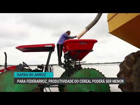 Safra de arroz | Para Federarroz, produtividade do cereal poderá ser menor | Canal Rural