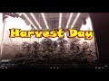 How much did i yield  harvest day  indoor organicmars hydro adlite uv30 uv   fc480 evo