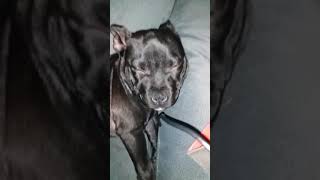 Staffy Pup 15 Weeks Snoring