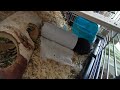Toilet paper roll hamster