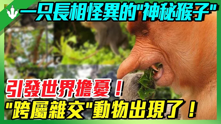 馬來西亞一隻長相怪異的“神秘猴子”，引發世界擔憂！“跨屬雜交”動物，給人類敲響警鐘！ - 天天要聞