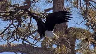 FOBBV🦅Shadow's Masterclass🌲How To Snap Sticks Off Trees🥢Jackie Gently Guides Him Off Nest💕2024-04-10