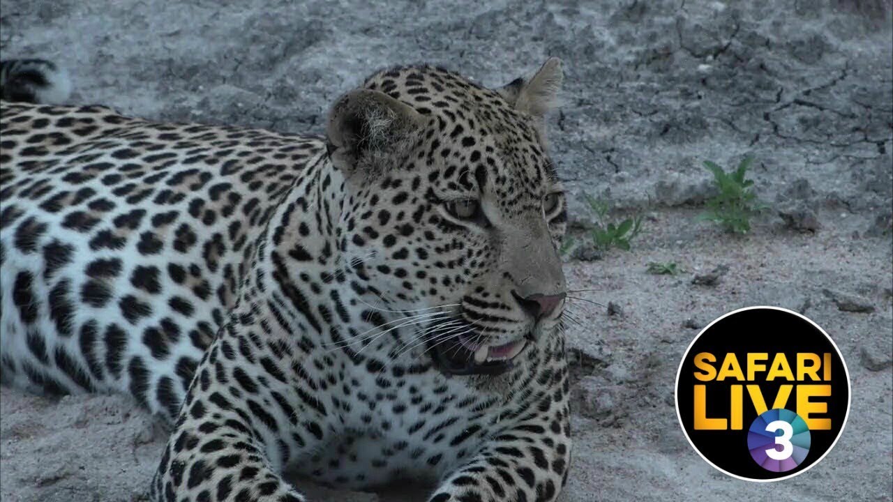 SafariLIVE On SABC 3 S1 Episode 6 Part 1 YouTube