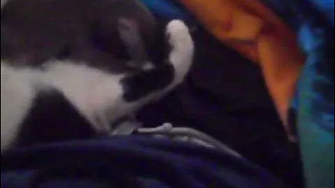 Video 5961431: teacup cat, cat baby playing, kitten