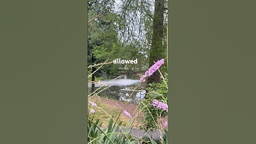 Let this be your sign to stop scrolling 😌 #peace #breathe #relaxing #nature #flowers #mindfulness