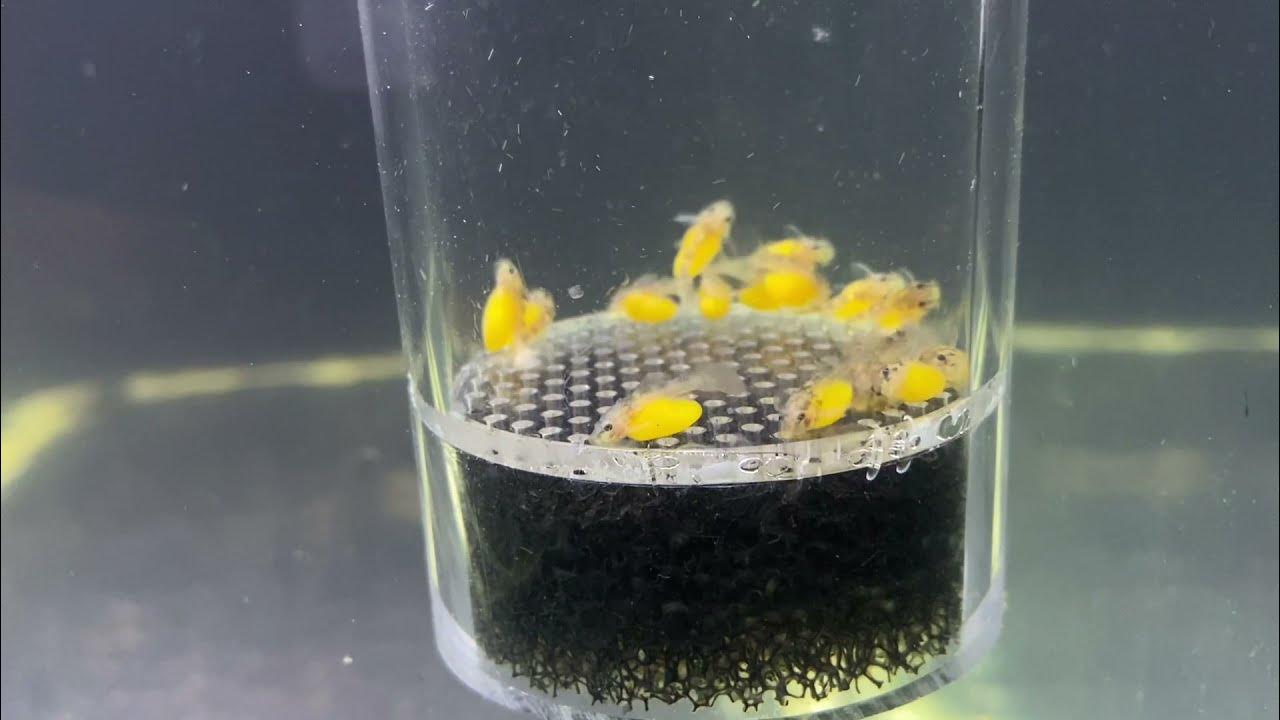 L333 Breeding Process How To Hatch Fish Egg L33 Sinh Sản Và Cách Ấp