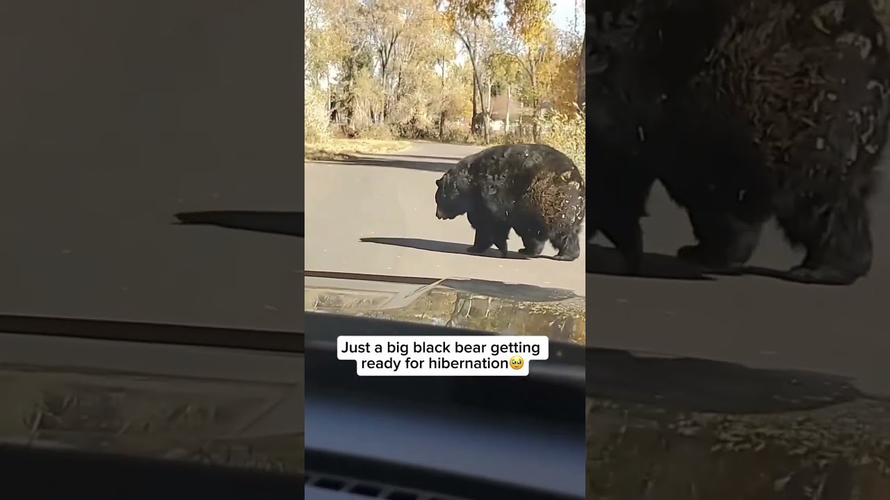 Huge Hibernating Black Bear 