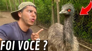 Recuperação da galinha co-Shamo | Brincando com Emu australiano | Aves Recriar
