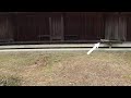 お昼寝するねこ小鉄 Cats take a nap