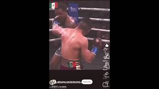PITBULL vs ROACH