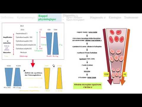 #Hemato 02.Anémie ferriprive avec cas cliniques (Dr Abbadi)