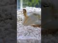 スーパーの瀕死のイカを飼育すると…