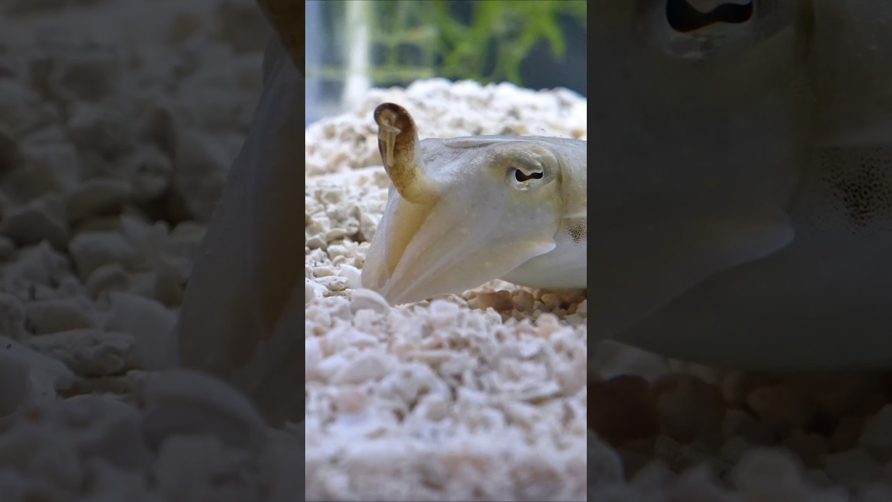 スーパーの瀕死のイカを飼育すると…