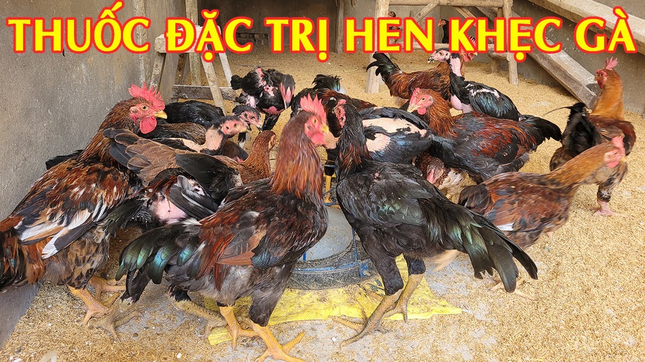 Cách Và Thuốc Chữa Bệnh Hen Khẹc Ở Gà Hiệu Quả Nhất