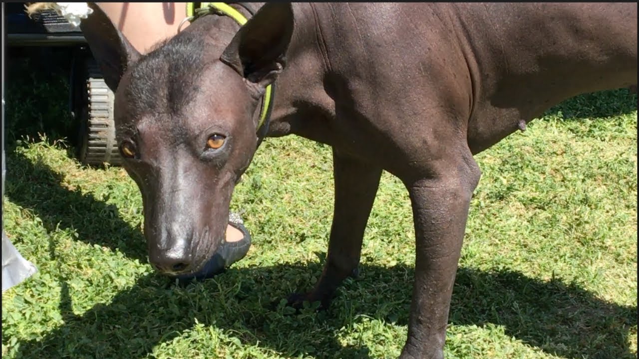 Backstage at a Dog Show: Exotic Breeds