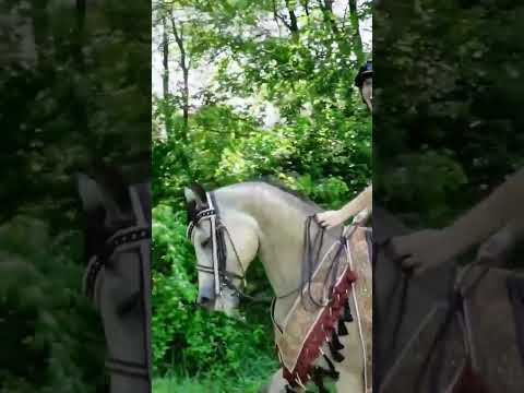 Video: Percheronski konj