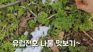 유럽전호 나물 맛보기~