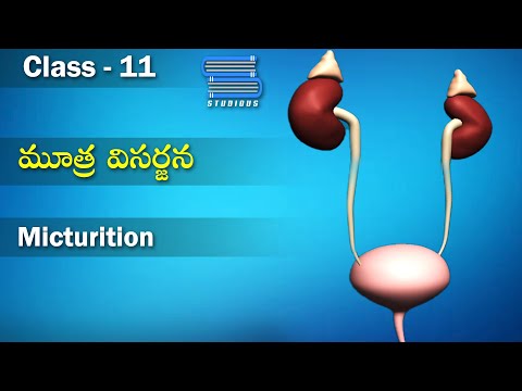 మూత్ర విసర్జన – Micturition | Excretory Products and their elimination | Biology Telugu | Class 11