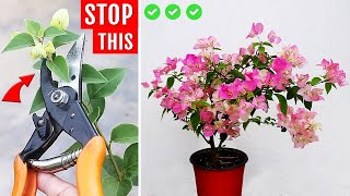 5 WORST Mistakes To Avoid To Get HEAVY Flowering Bougainvilleas!