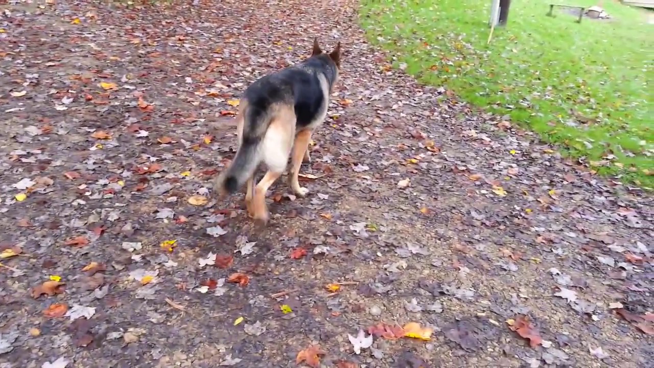 hocking hills german shepherds