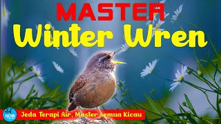 MASTER  WINTER WREN | Untuk master semua burung kicau