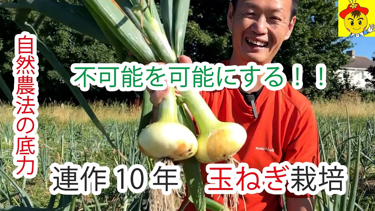 自然栽培173】連作10年！玉ねぎの栽培！ルッコラの種取もするよ！！(o 