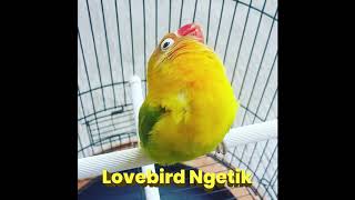 Masteran Suara Lovebird Ngetik & Ngekek Panjang, MANYOS!