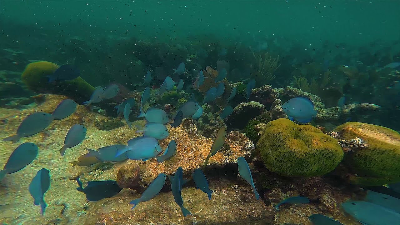 Florida Key Largo Snorkel Trip with Keys Divers - YouTube