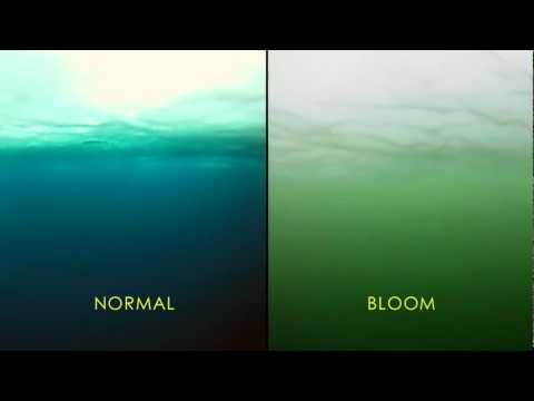 NASA | Massive Phytoplankton Bloom Discovered Under Arctic Sea Ice