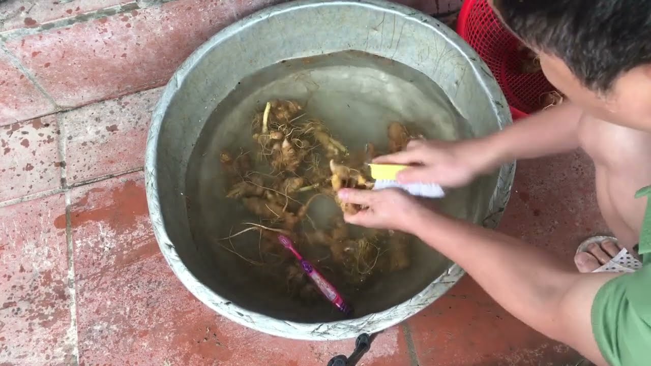 Sâm Ngọc Linh Tươi Ngâm Mật Ong
