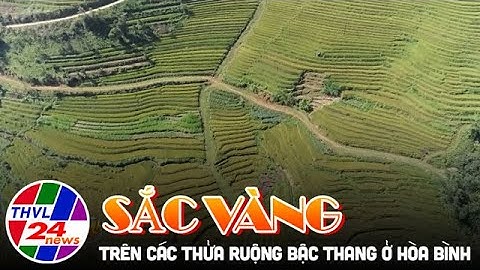Sắc vàng trên các thửa ruộng bậc thang ở Hòa Bình