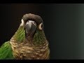 A Green Cheek Conure Medley